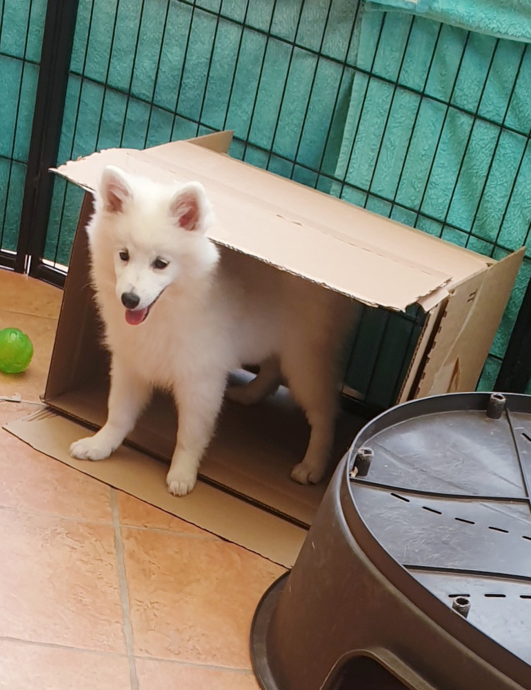 Ilwa im Indoorgehege