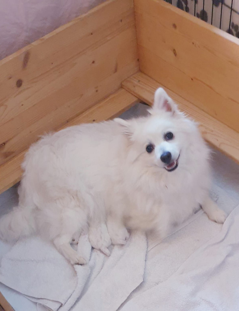 Gypsi mit Welpen