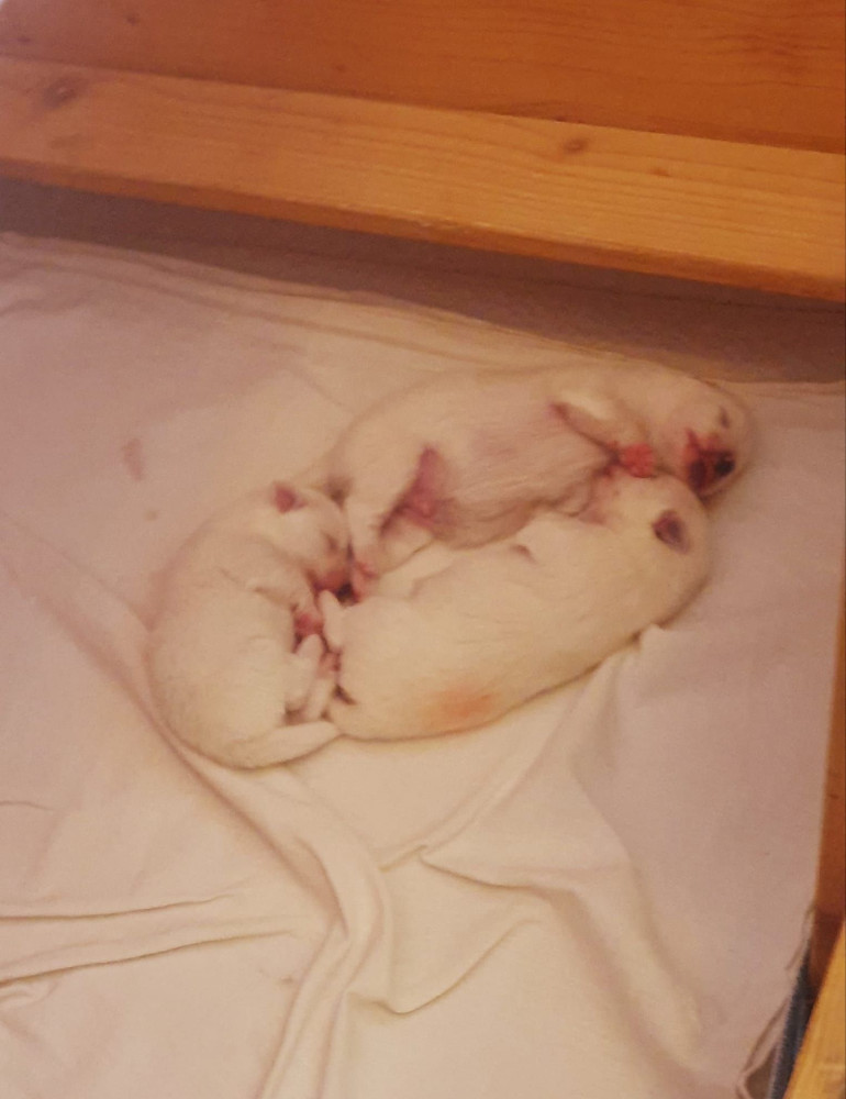 Gypsi mit Welpen